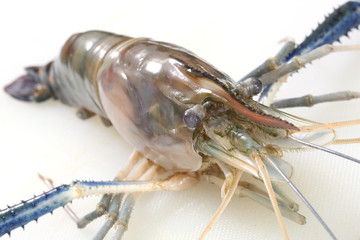 Raw Tiger Prawn