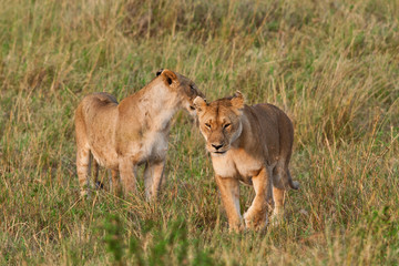 Lionesses in the Maasai Mara National Park, Kenya