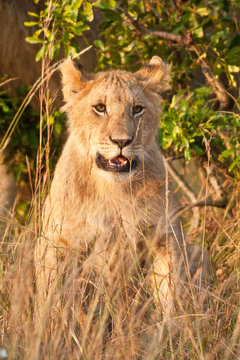 A lion cub on the plains of the Maasai Mara, Kenya