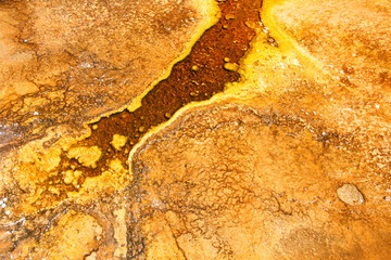 Thermophilic Bacteria in Yellowstone