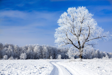 Trees covered with snow against the sky