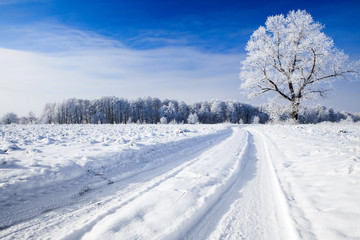 Fototapeta na wymiar Trees covered with snow against the sky