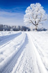 Trees covered with snow against the sky