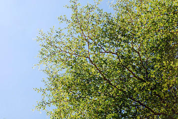 Blue sky and leaves perfect use as background