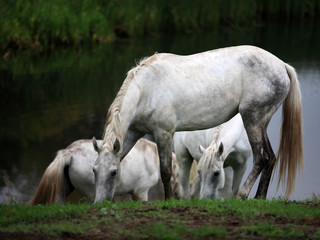 Portrait of white horses on the river bank