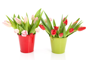 Buckets with tulips