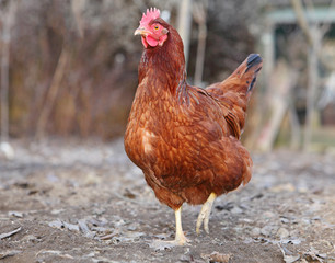 Hen in biofarm