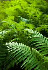 Bright green forest of ferns