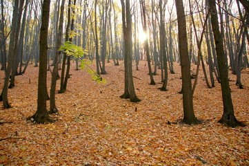 Autumn wood