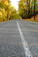 Highway in autumn wood