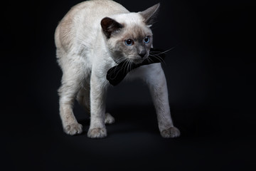 Mekong bobtail (cat) Studio. Black background.