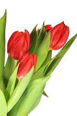 Kleiner Strauß Tulpen mit Wassertropfen bedeckt