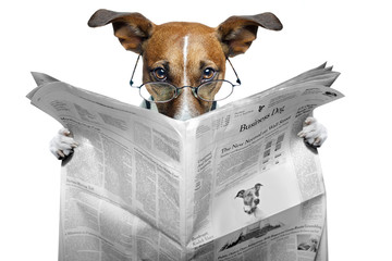 dog reading a newspaper - 38377954