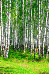 Naklejka premium Birch forest