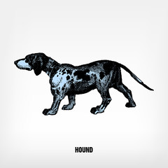 Engraving vintage Dog Hound - obrazy, fototapety, plakaty