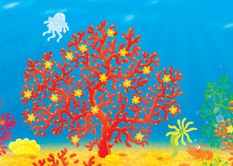 Fototapeta na wymiar Coral, jellyfish, crawfish and shell