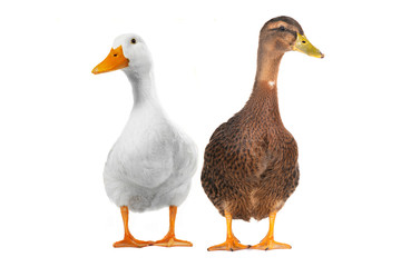 two duck white