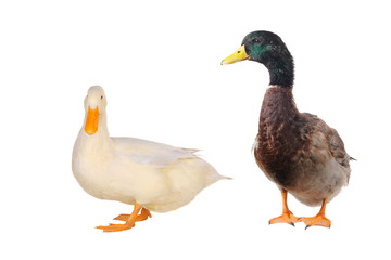 two duck white