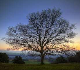 Naklejka premium Single bare Winter tree against vibrant sunset