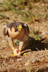 Peregrine Falcon eating a chick