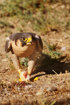 Peregrine Falcon Eating A Chick