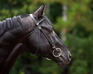 Portrait of a black thoroughbred stallion.