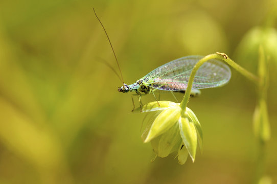 Macro of lacewings (Chrysopa) on grass