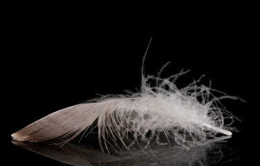 beautiful feather on black background