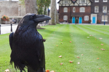 Black Royal Crow