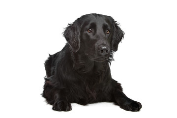 Flat-Coated Retriever