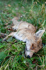 ROADKILL - DEAD FOX (VULPES VULPES)LYING IN GRASS