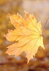 Fototapeta na wymiar suchy jesienny liść klonu na żółtym tle
