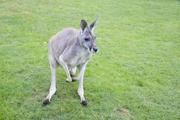 Naklejka na ściany i meble Kangaroo stands on the grass