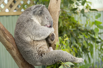 Koala endormi