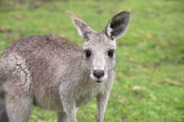 Naklejka na ściany i meble Młody kangur