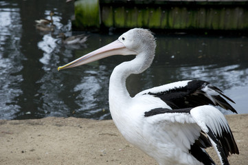 Pelican