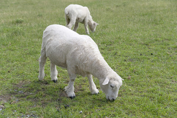 Two sheep on the grass field