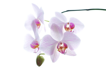 Snow white orchids isolated background