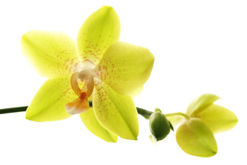 Fototapeta na wymiar ¯ółte orchidee samodzielnie białe tło