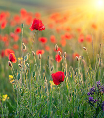 Red poppies in rays of the sun