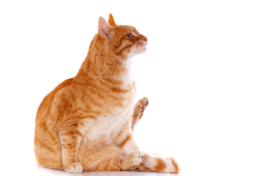 chat roux faisant sa toilette