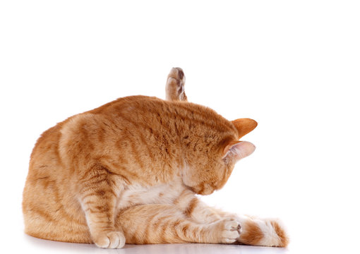 chat roux faisant sa toilettte
