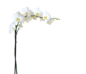 Obraz premium orchids