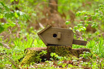 starling house on the stump