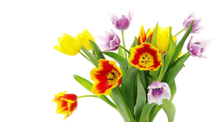 bouquet of the tulips
