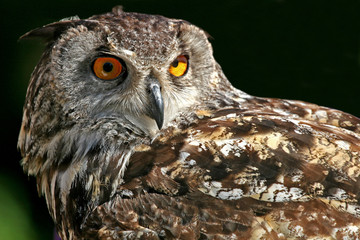 Eagle Owl