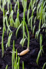 Sprouted grain oats
