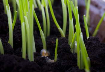 Oat shoots