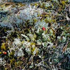 Forest floor closeup with Red Pixie Cup lichen