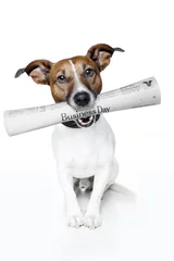 Foto auf Acrylglas Lustiger Hund Hund bringt Zeitung